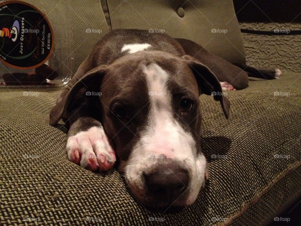 foap com cute puppy adorable pitbull by harmonee stock photo by