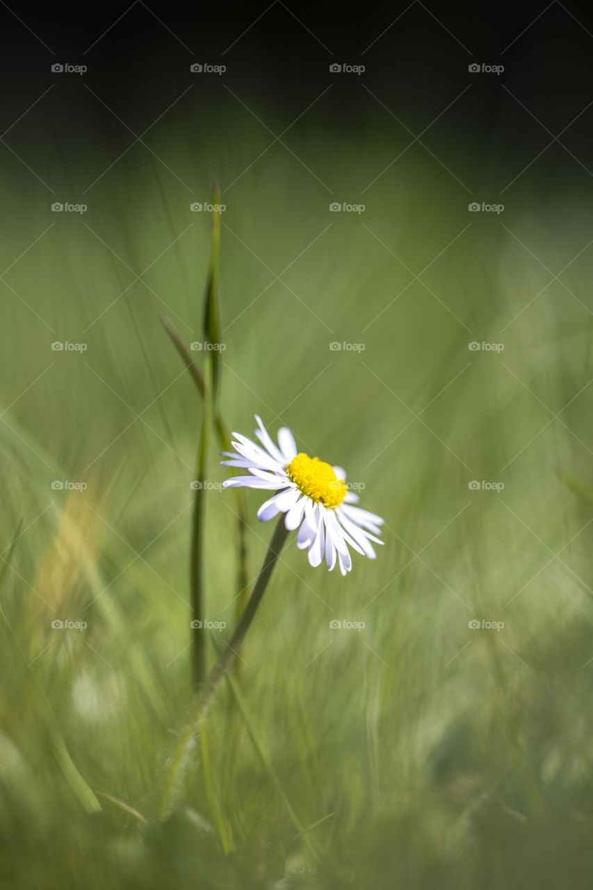 A portrait of a small daisy standing in a grass lawn of a garden. the shallow depth of field blurs the grass to an ocean of green around the bright yellow and white flower.