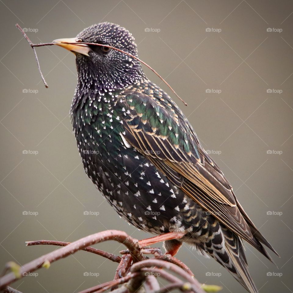 Starling