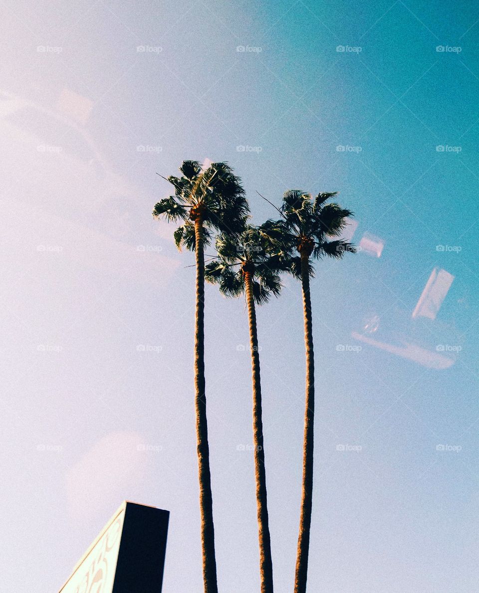 Palm trees in California 