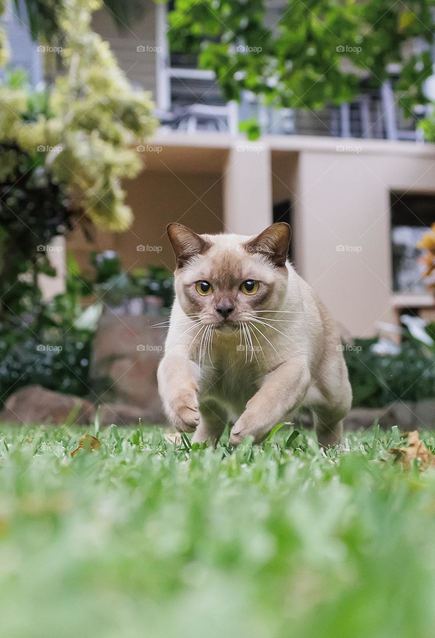 Cat running on the grass