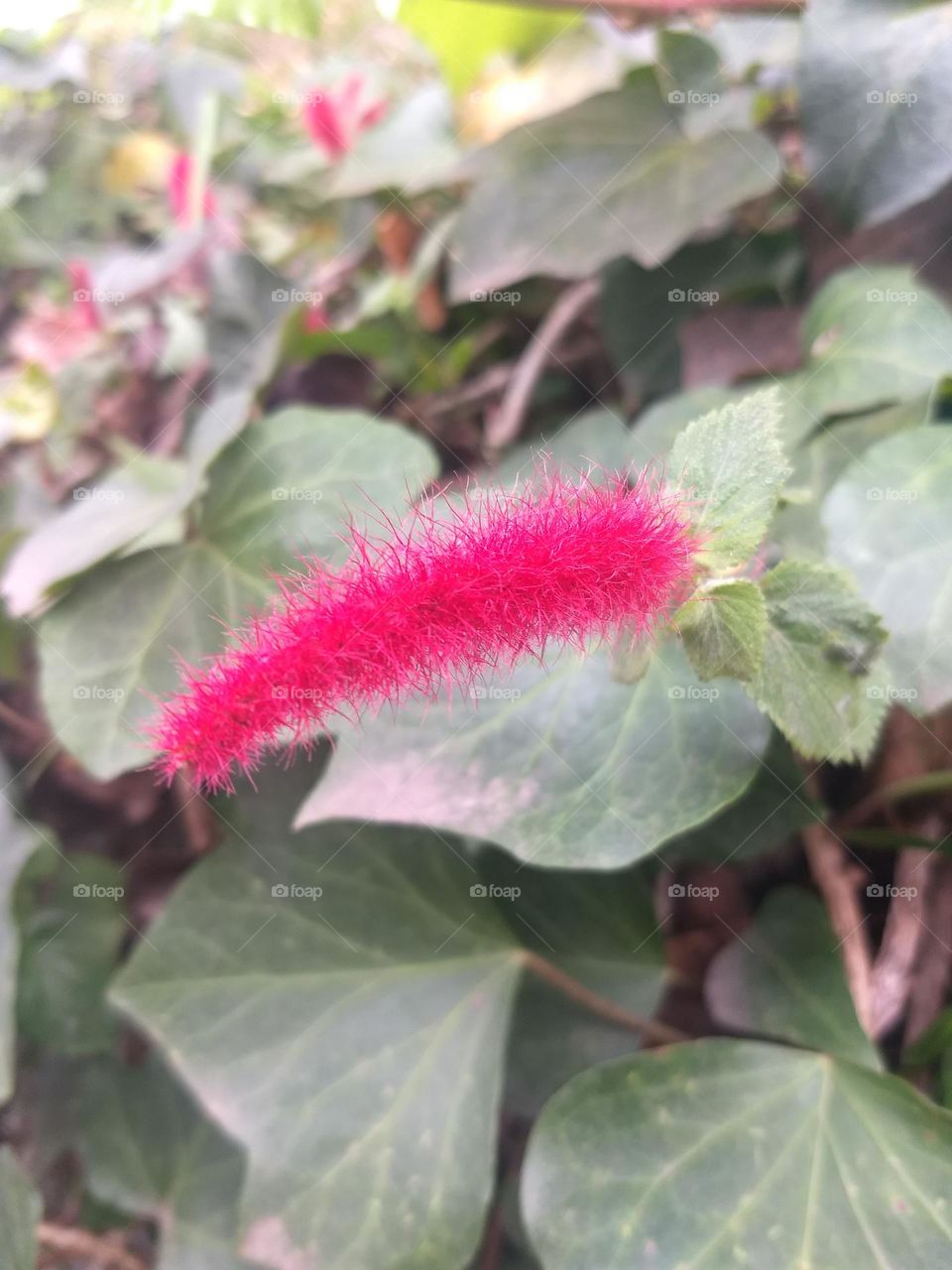 red flower and plants