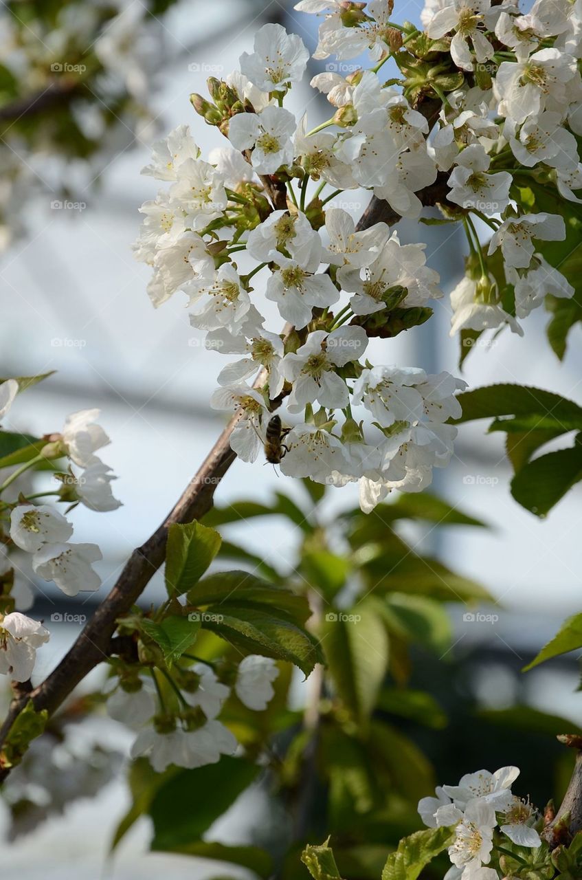 Spring flowers