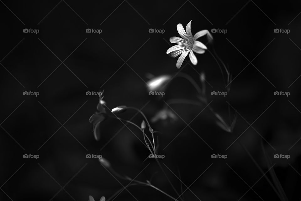 Wildflower background in black and white