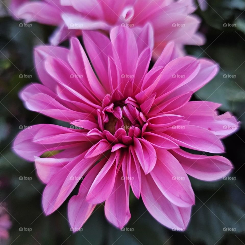 Pink flower