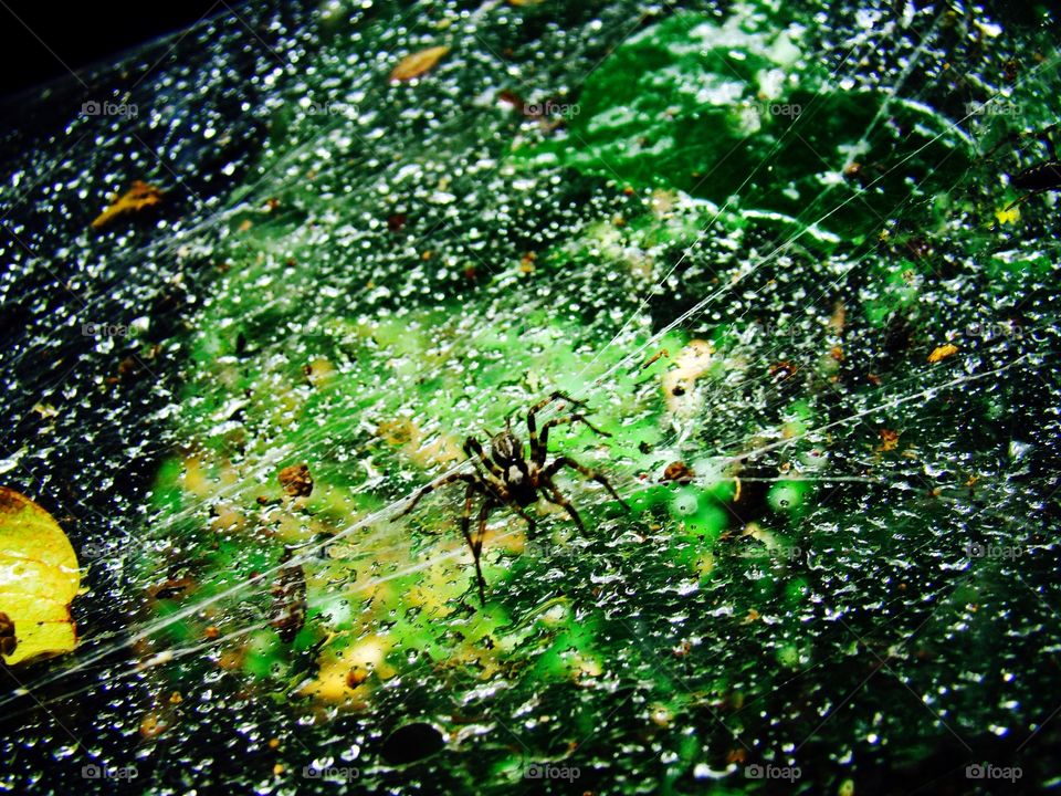 Spider web