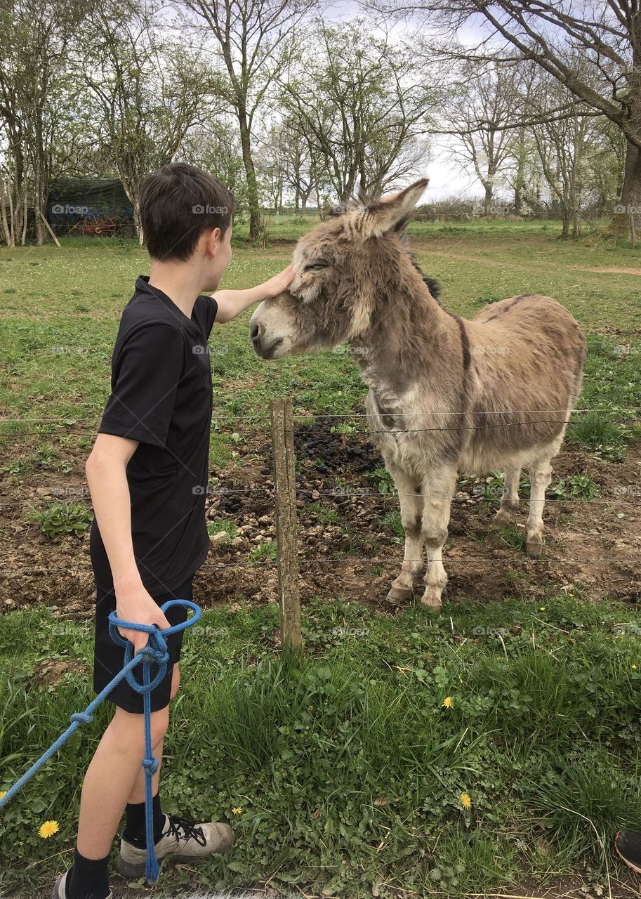 A child caresses a donkey 