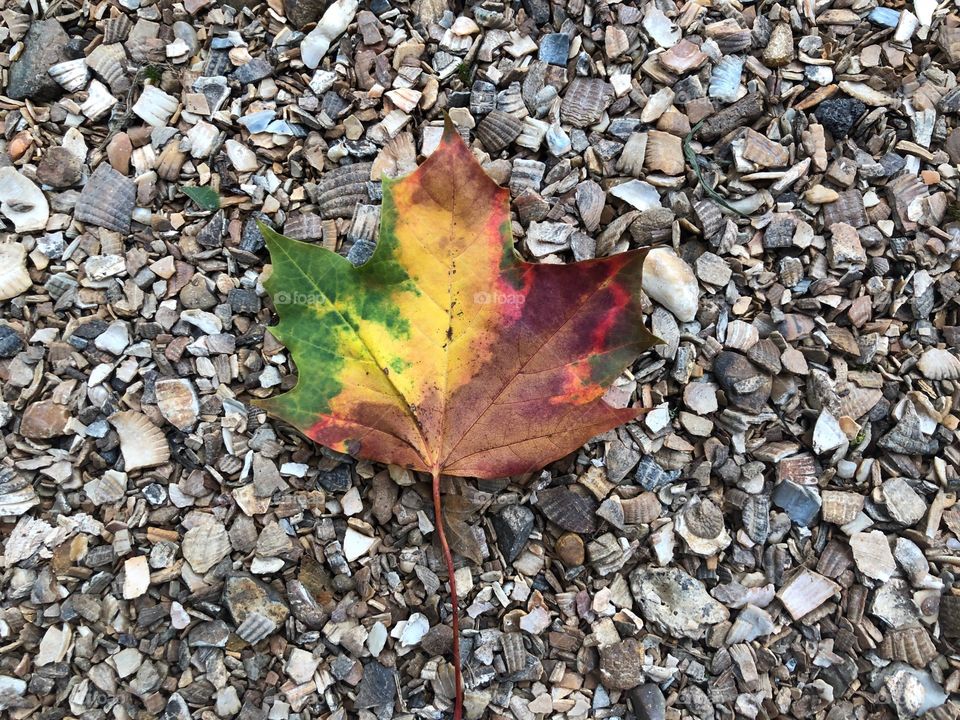 Fall leaf