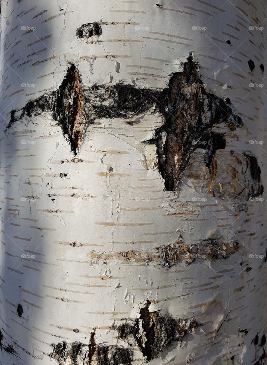 Birch bark