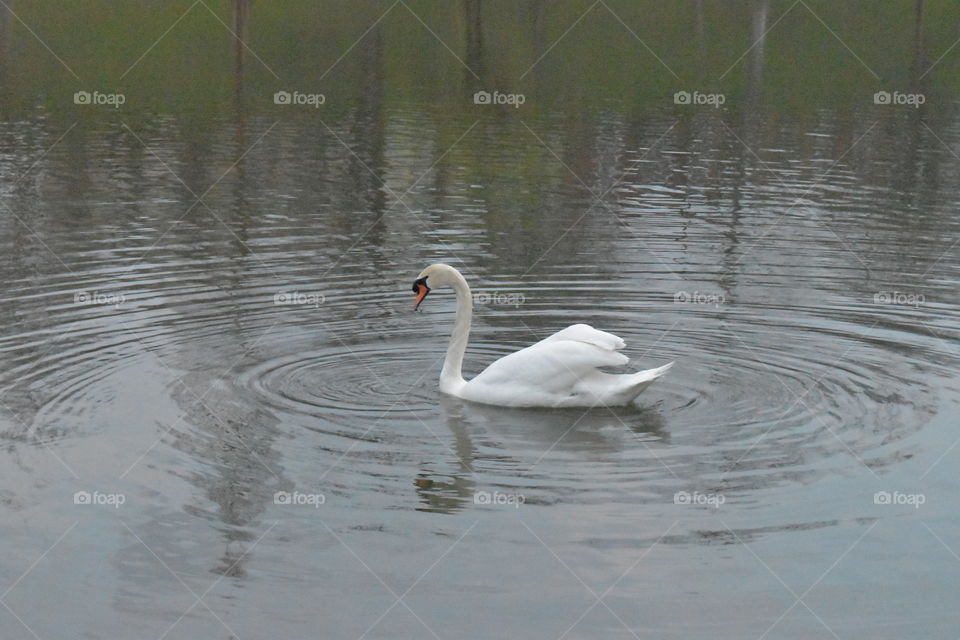 Bird, Lake, Water, Pool, Swan