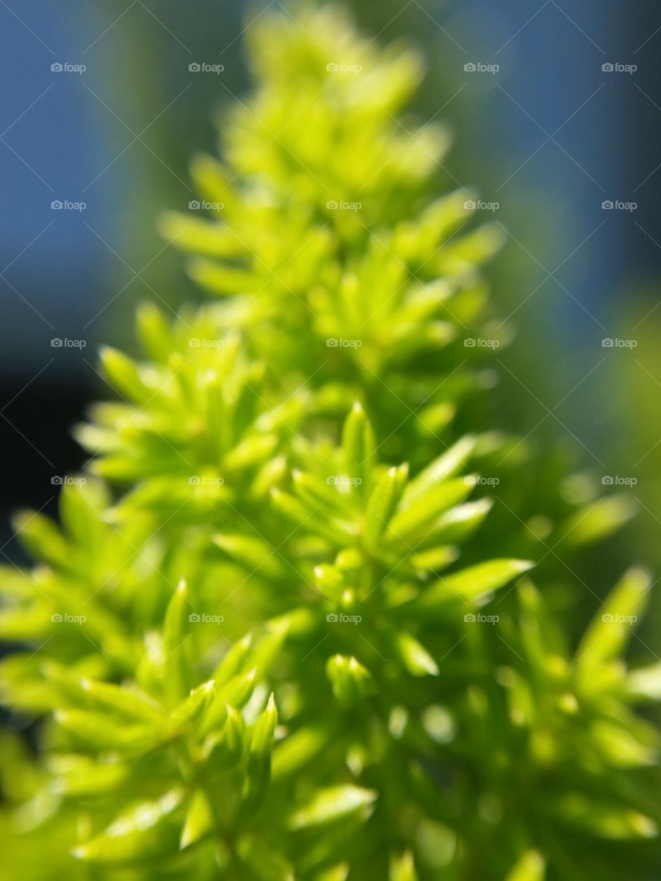 foxtail fern. Drought resistan,  needs a little shade, lush green foliage.