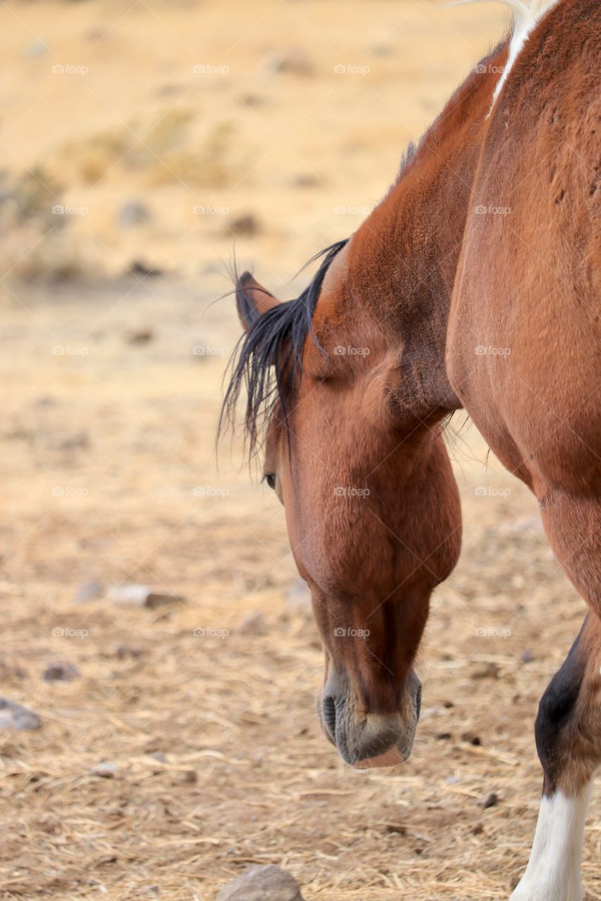 Wild American mustang Pinto paint horse with black and white mane 