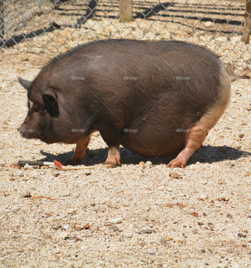 Pot Bellied Pig -
Fun animals and pets - Two of the most popular pets are dogs and cats. Others include farm animals and rescued animals