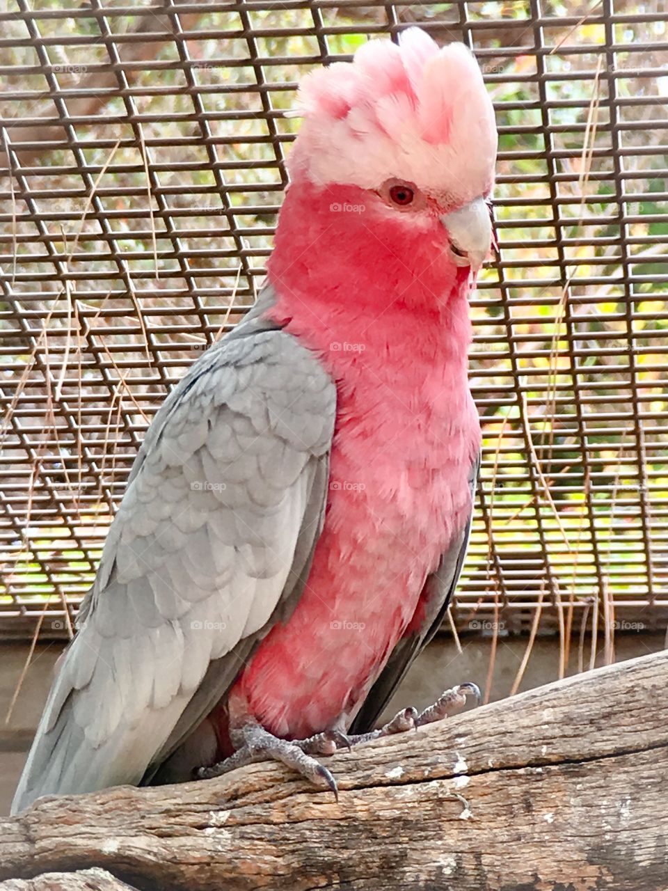 Galah rescue; close up of pink Galah perched in outdoor aviary 