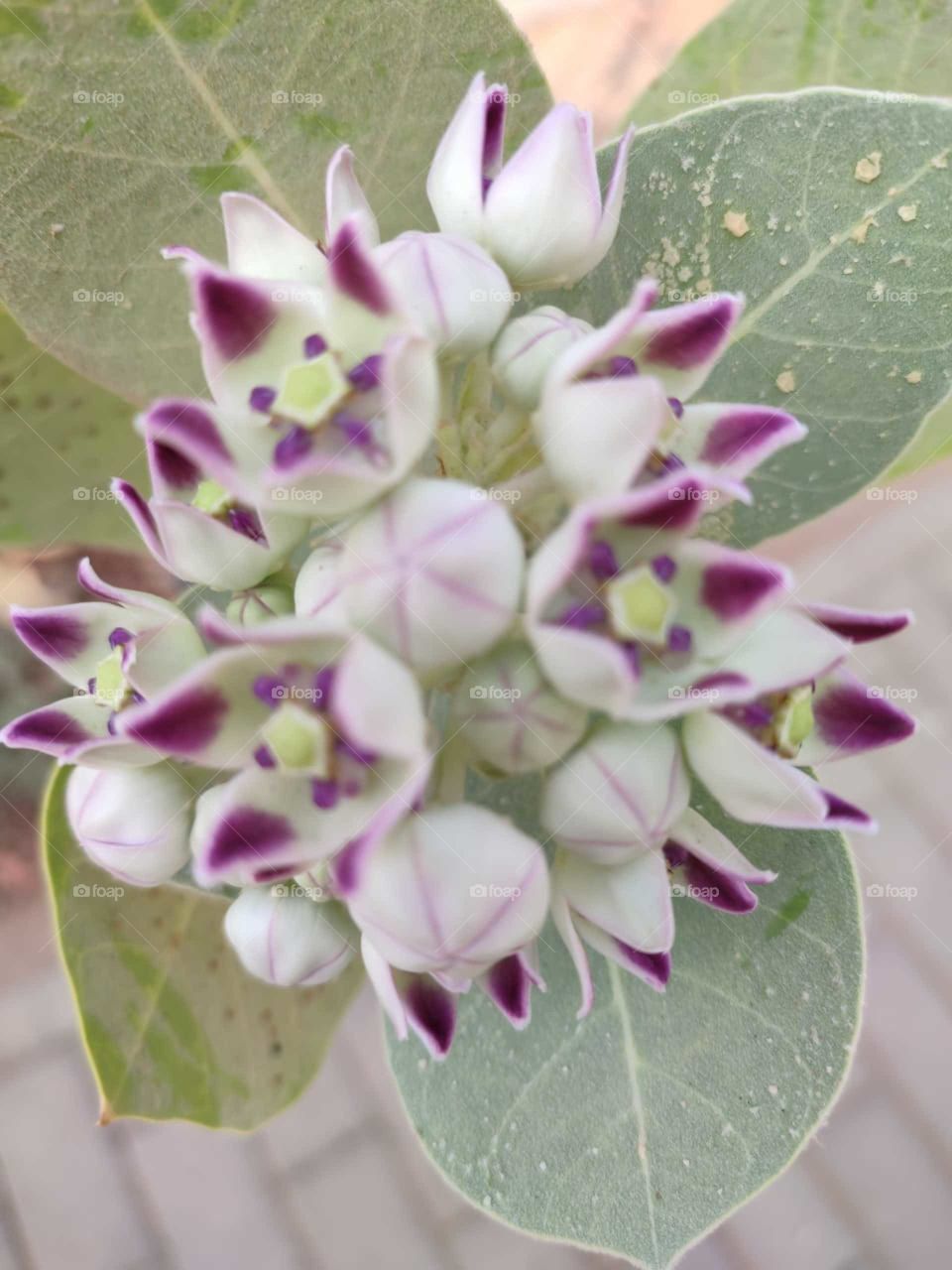Calotropis procera