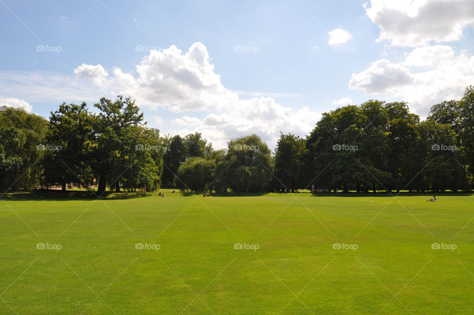 Trees growing on grassy field