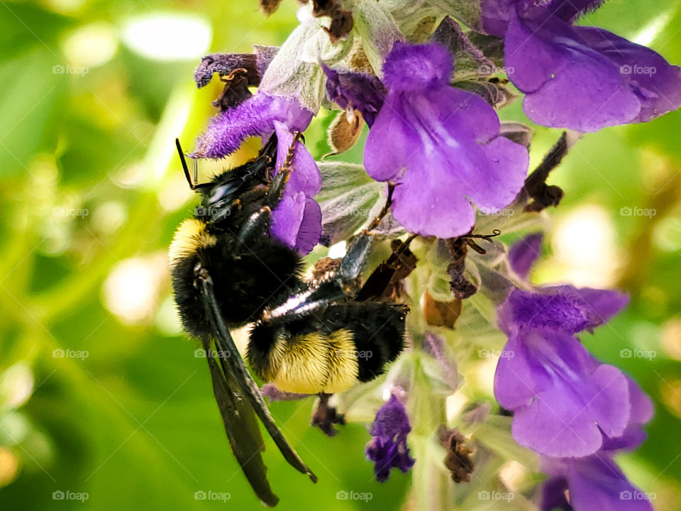 Black and yellow bumblebee pollinating purple mystic spires flower