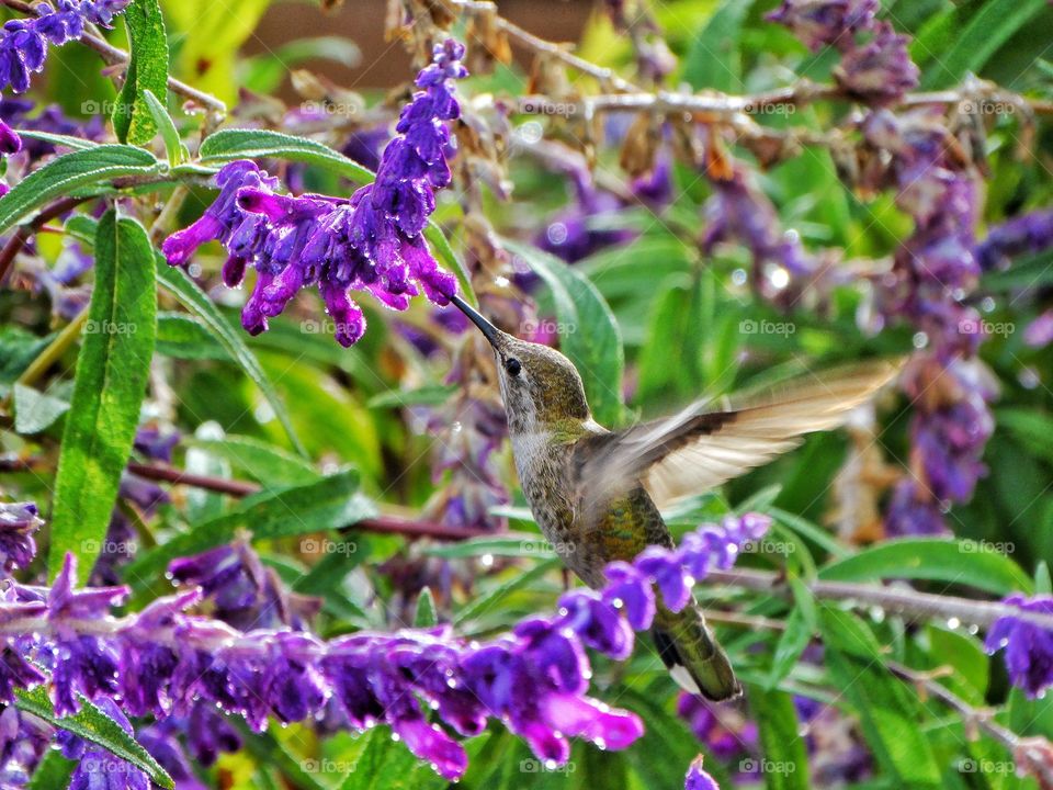 Hummingbird Pollinating A Purple Flower
