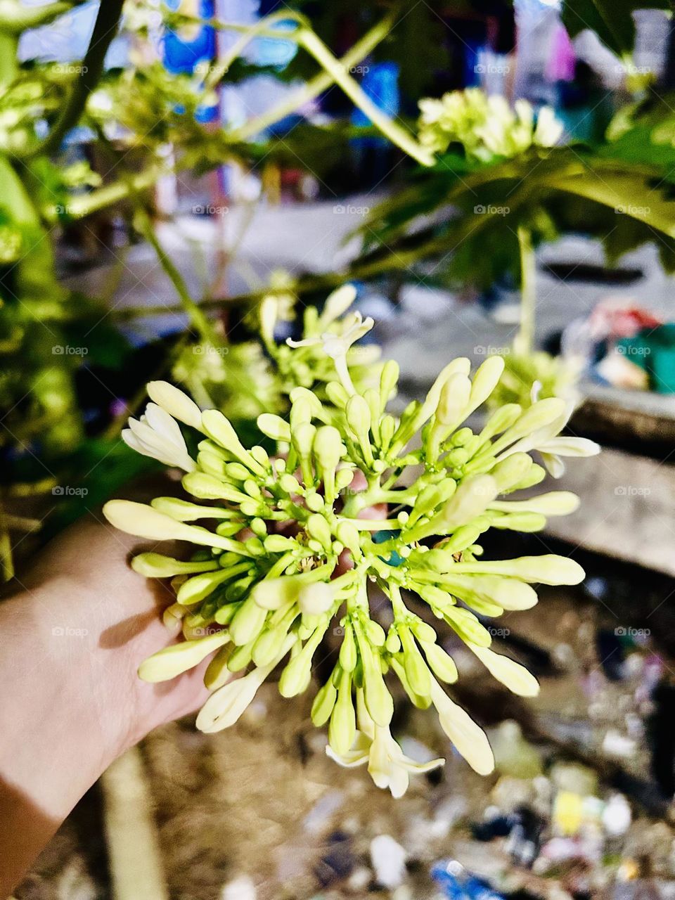 Vegetables flower 🌸