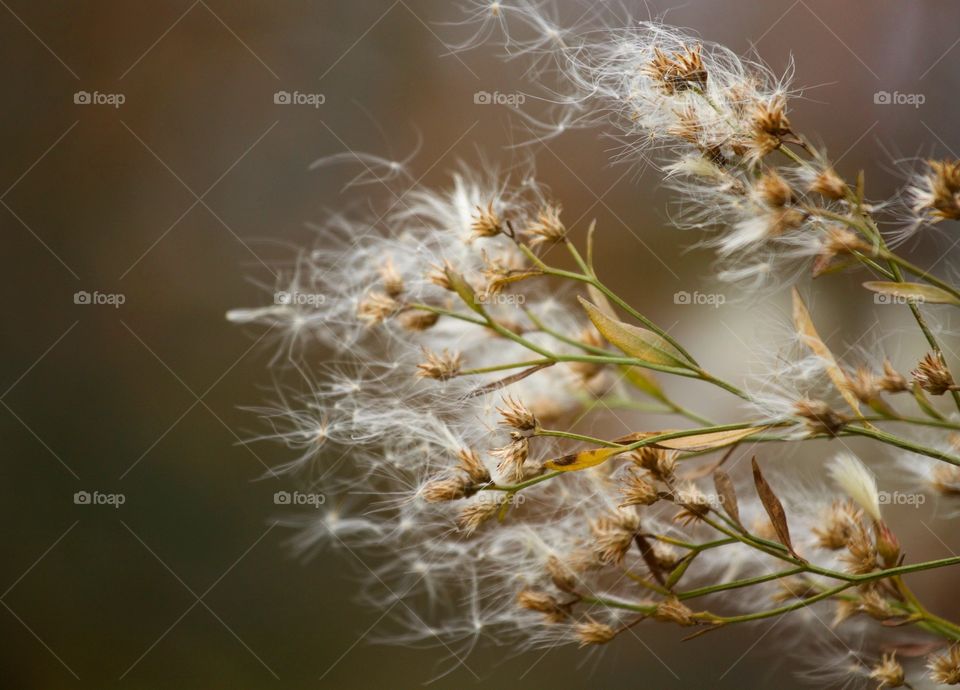 Close-up of a dandelion flowers