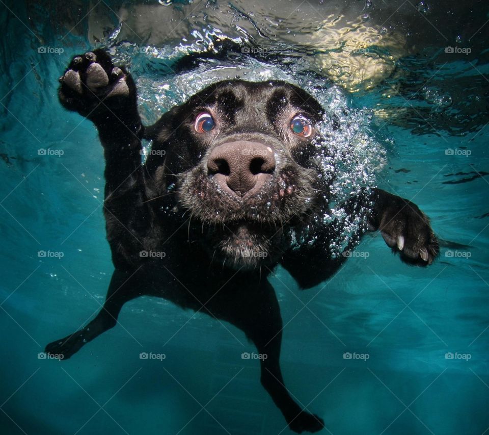 perro en el agua
