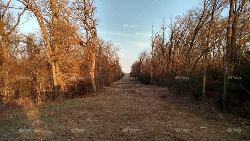 Clear Path Through the woods