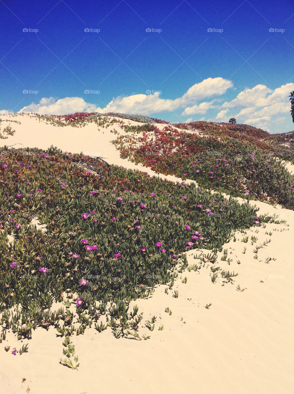 Sand hills against a blue sky.