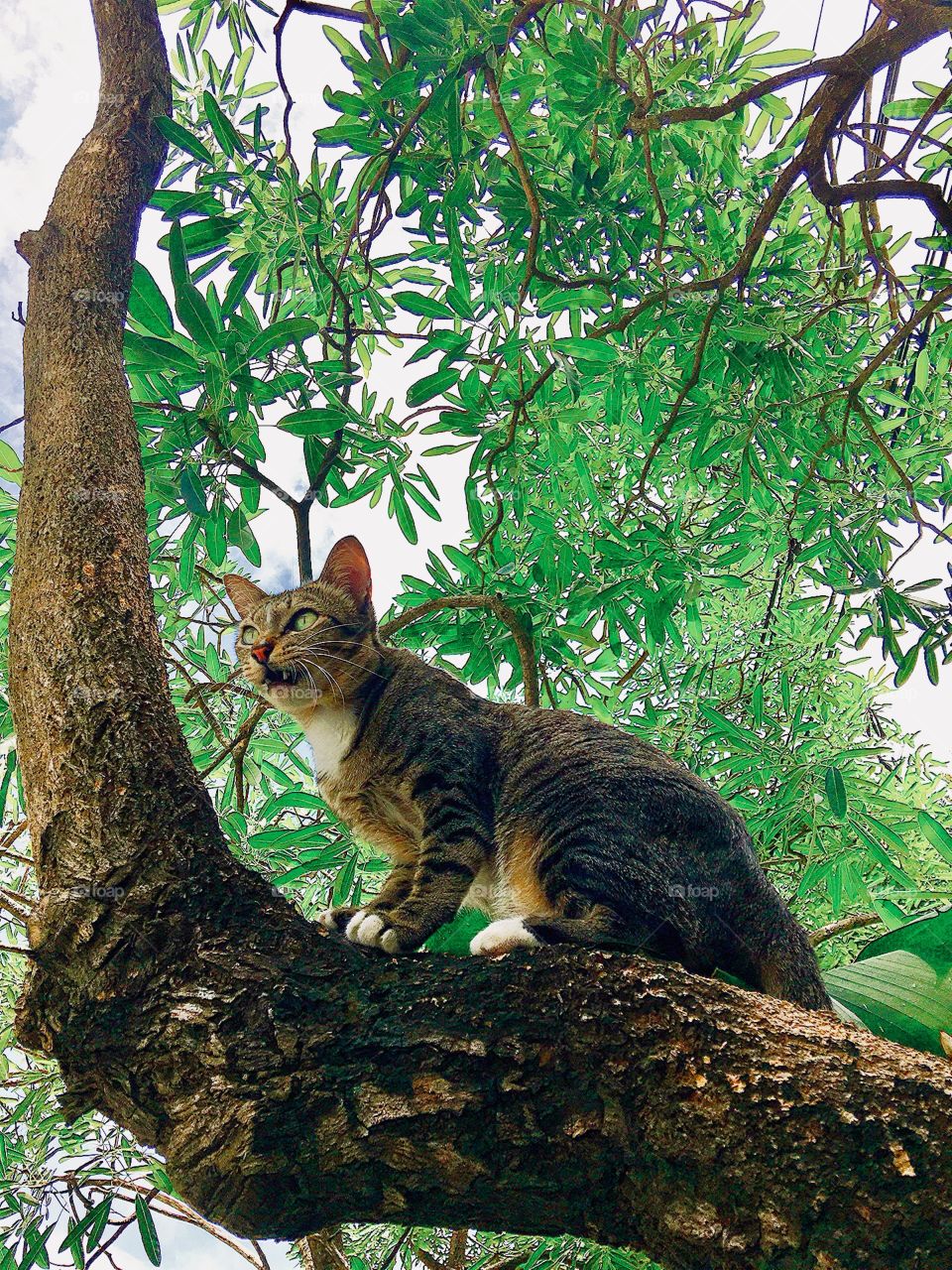 The hunger cat claimed on the tree