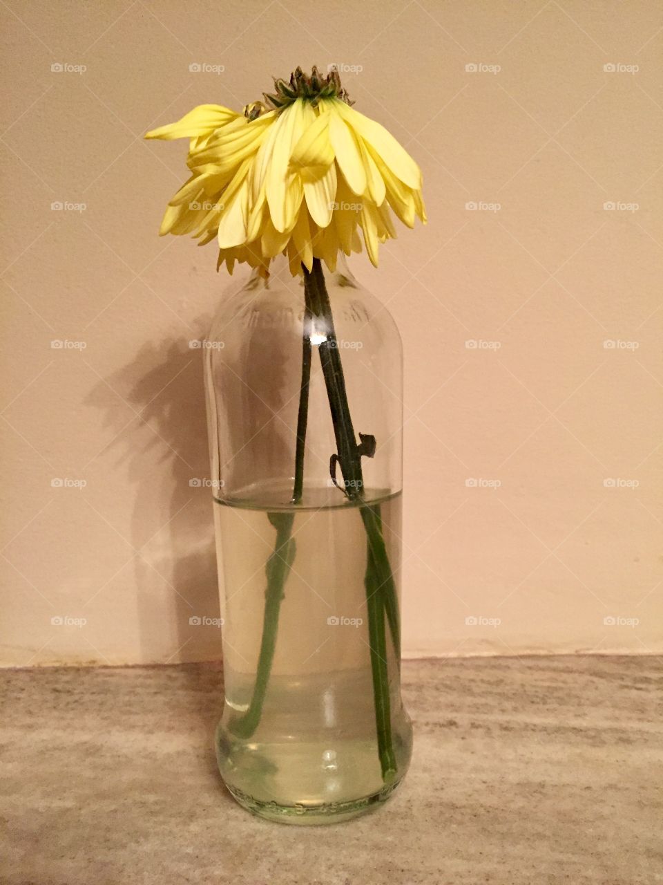 Dead flower in bottle 