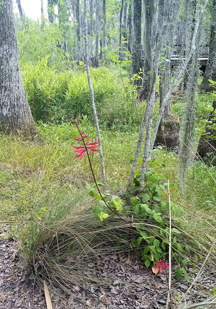 a plant with thin red flowers growing on it in a forest