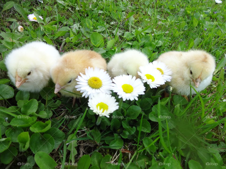 High angle view of chicks and flowers