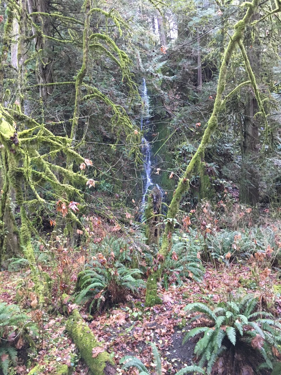 Waterfall in Goldstream Provincal park 