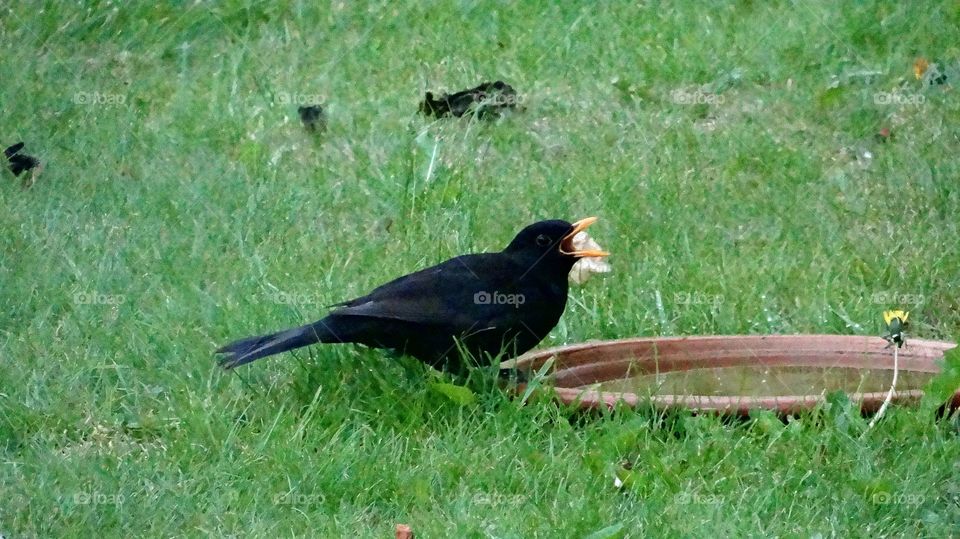 black Bird