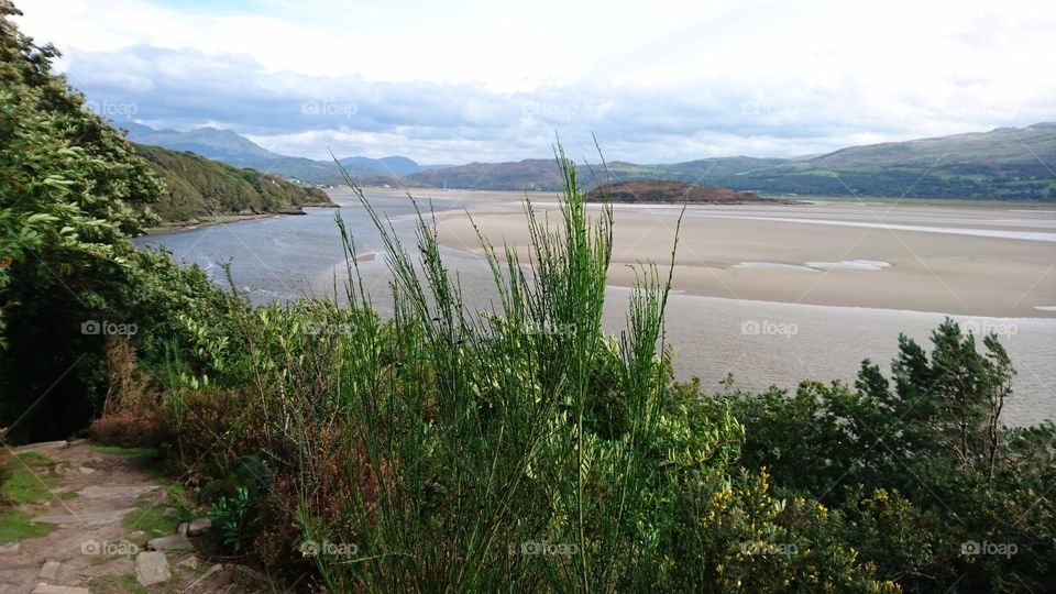 view between the reeds