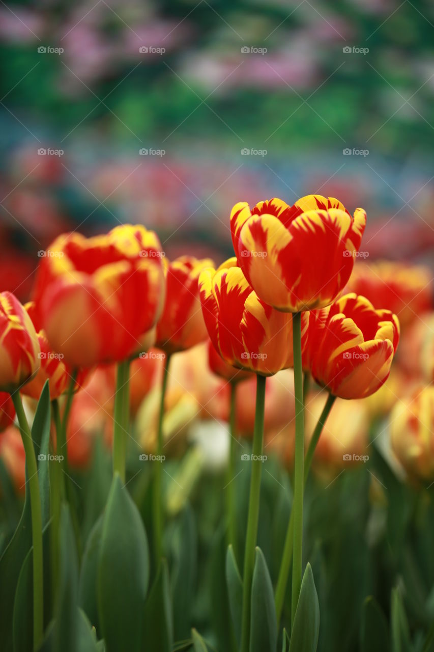 Bright color flowers blooming in field