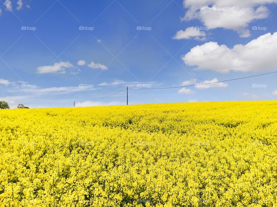 Rape field