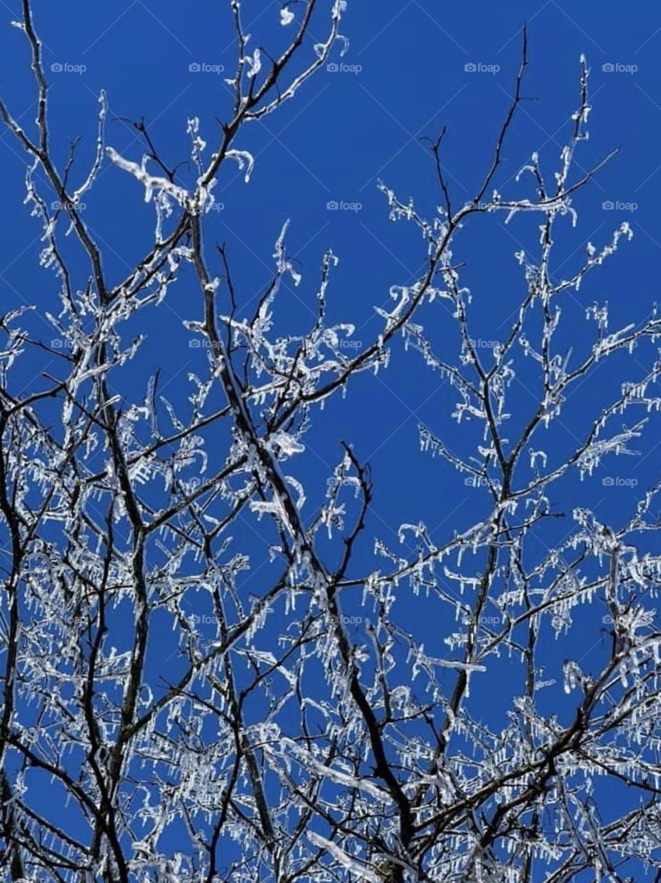 Ice covered branches