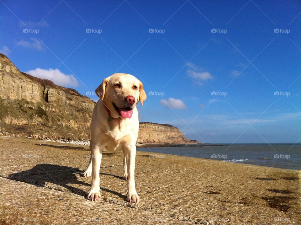 Dog standing at beach