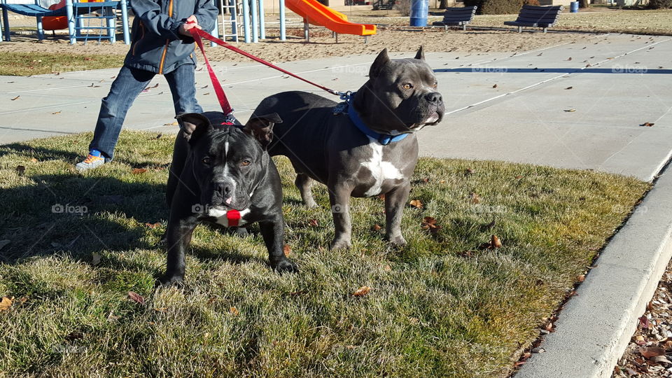 Knoxville and Tsunami