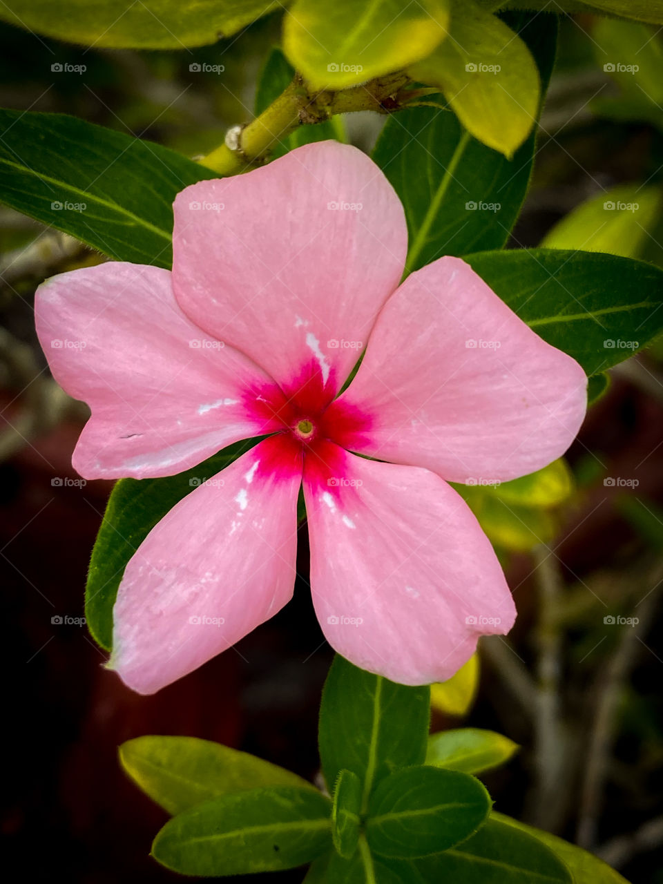 Pink flower