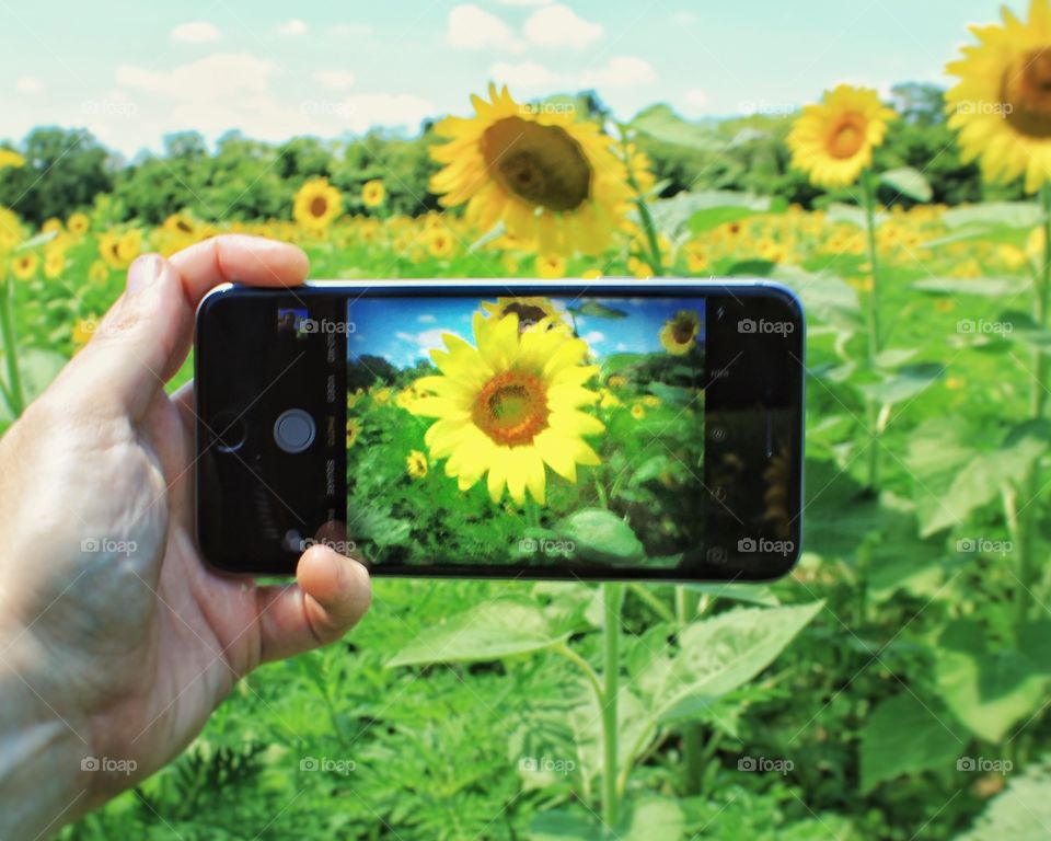 Taking photographs of sunflowers with my mobile device