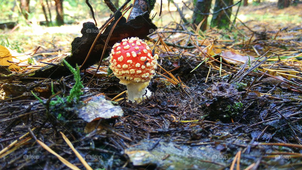 beautiful red fly agaric in the forest