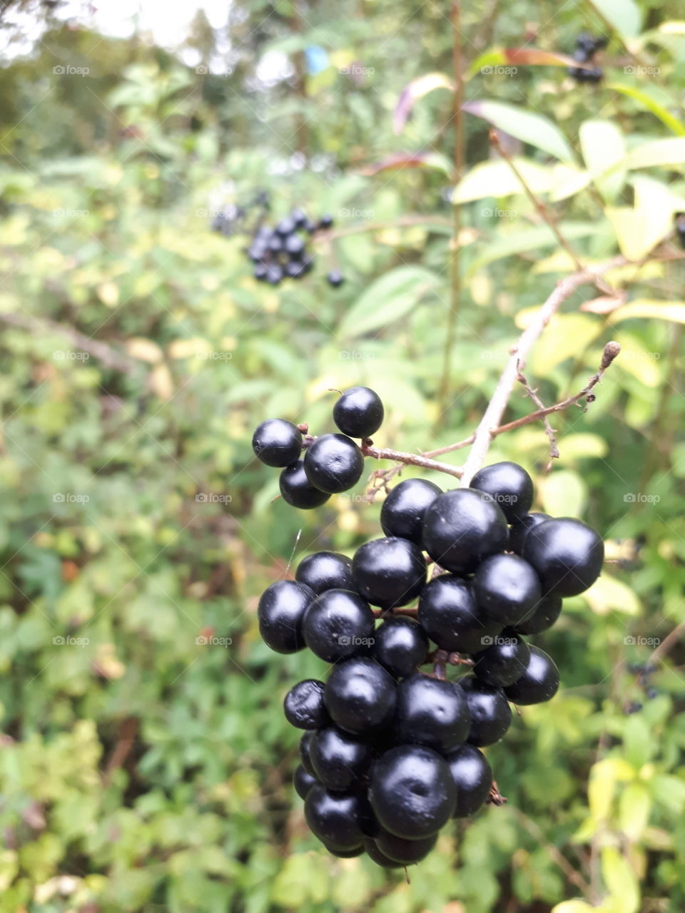 Fruit, Leaf, Nature, Berry, Summer