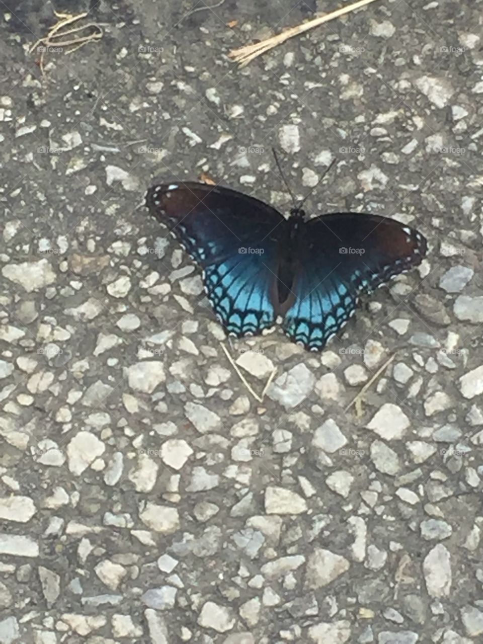 Black butterfly  with sky blue 