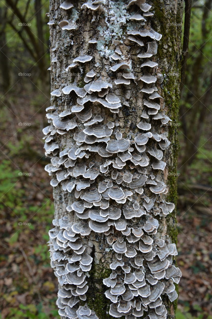 Kentucky backcountry - tree mushrooms in an interesting formation  - near Lexington 