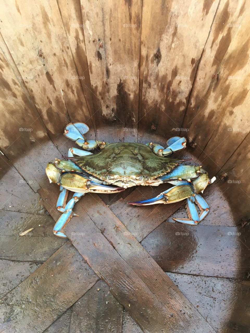 Monster Blue Crab from Southern MD!!