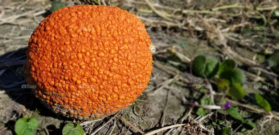 focused bumpy wart knuckle head orange pumpkin