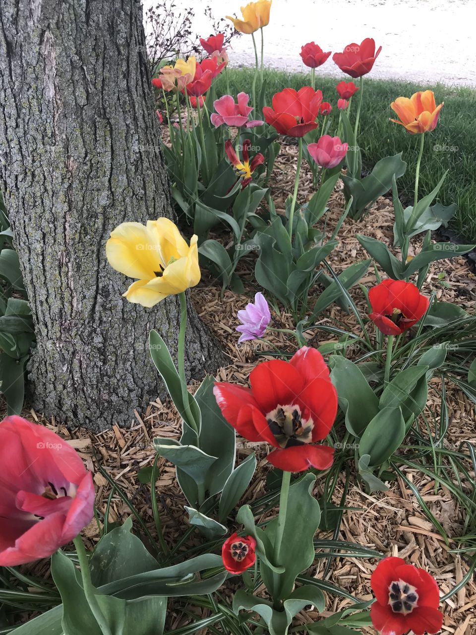 Bright, colorful tulips planted around a tree in my front yard