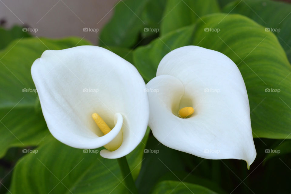 White Calla Lily flowers in the garden