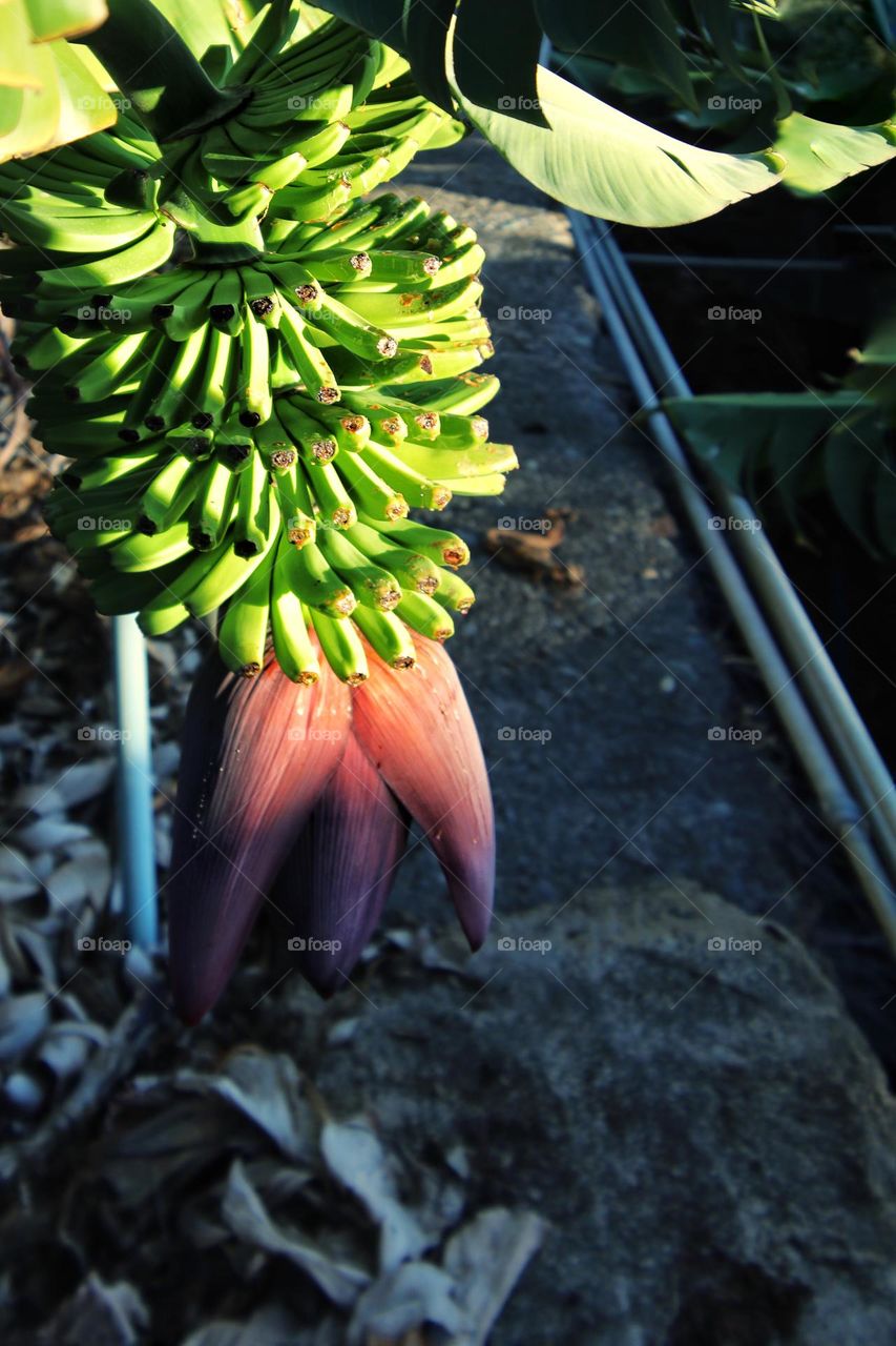 Close-up of green unripe bananas hanging on tree with blossom